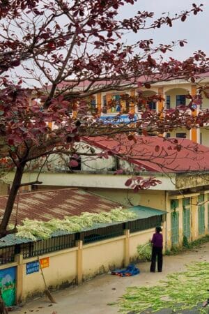 A small corner of Chuong village where people dry palm leaves to use as raw materials for making conical hats.