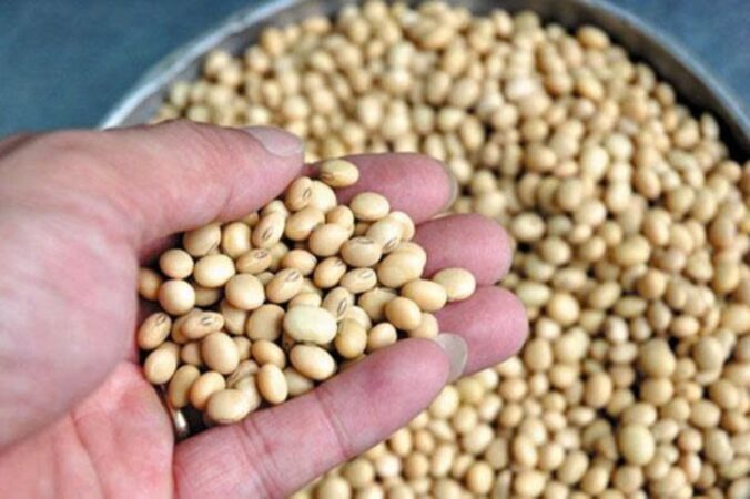 traditional soybean processing vietnam